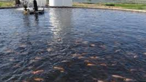 Bidding-For-Fishing-In-Two-Branc