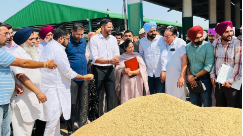 Paddy-Will-Be-Bought-And-Picked-