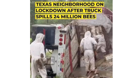 -honeybees-texasnews-lockdown-us
